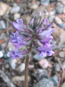 Oxytropis spp.